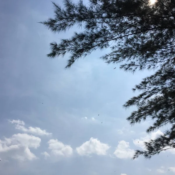 Dense Leaves Tree Branches Point View Looking Sky Blue Sky — 图库照片