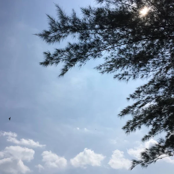 Dense Leaves Tree Branches Point View Looking Sky Blue Sky — Stok Foto