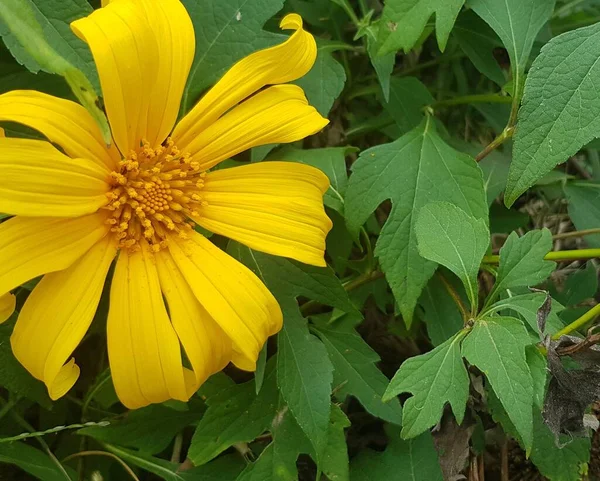 Moonflower Paitan Kind Plant Shaped Sunflower Whose Petals Yellow Core — Fotografia de Stock