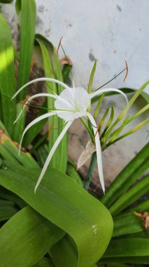 Wild lilies blooming in a garden