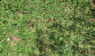 Grass in a yard, usually to fill the garden area.