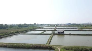 Situation in a pond on the outskirts of Jakarta. Where in the pool of ponds there is a simple hut as a place for pond guards to watch over their ponds.
