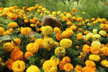 Marigold çiçeği Tagetes erecta L, parlak bir renge sahiptir, yani parlak sarı renge. Bu çiçek genellikle bir süs bitkisi olarak toplanır ve düğünlerde yaygın olarak kullanılır..