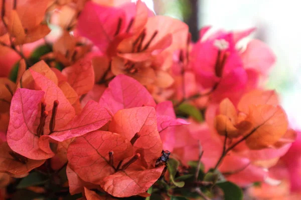 Las Flores Bougenville Comúnmente Conocidas Como Flores Papel Son Tipo —  Fotos de Stock