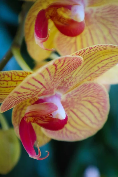 Orkidesi Endonezya Nın Ulusal Çiçeklerinden Biridir Orkidesi Suyu Depolayabilir Böylece — Stok fotoğraf