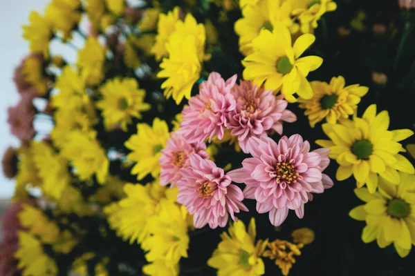Puspita Nusantara Chrysanthemum Est Cultivar Issu Programme Hybridation Des Pétales — Photo