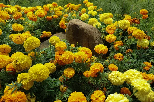 Marigold Virág Tagetes Erecta Van Egy Élénk Szín Uralja Egy — Stock Fotó