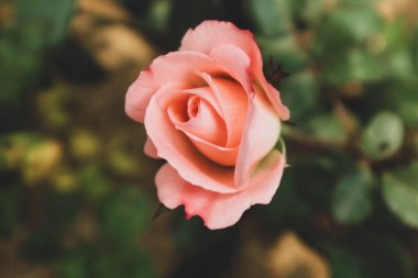 Pembe güller açıyor. Koyu pembe renkli güller minnettarlığı ve minnettarlığı simgeler. Daha soluk pembe renkli güller nezaketin sembolü olarak kullanılır ve sıklıkla sempati içeren etkinliklerde verilir..