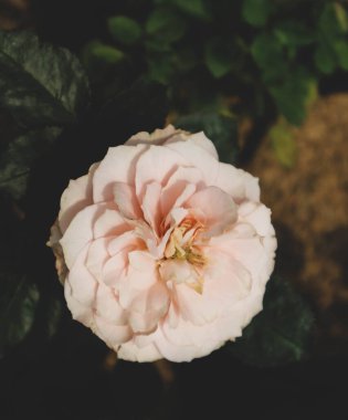 Pembe güller açıyor. Koyu pembe renkli güller minnettarlığı ve minnettarlığı simgeler. Daha soluk pembe renkli güller nezaketin sembolü olarak kullanılır ve sıklıkla sempati içeren etkinliklerde verilir..