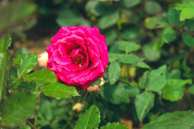 Çiçek açan kırmızı güller. Kırmızı güller genellikle Sevgililer Günü 'nde verilir çünkü onlar aşkı, bağlılığı, romantizmi, saygıyı ve tutkuyu simgeler..
