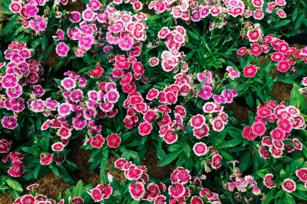 Dianthus barbatus or known as Sweet William is a species of Dianthus native to southern Europe and spread to parts of Asia. Sweet William symbolizes courage.