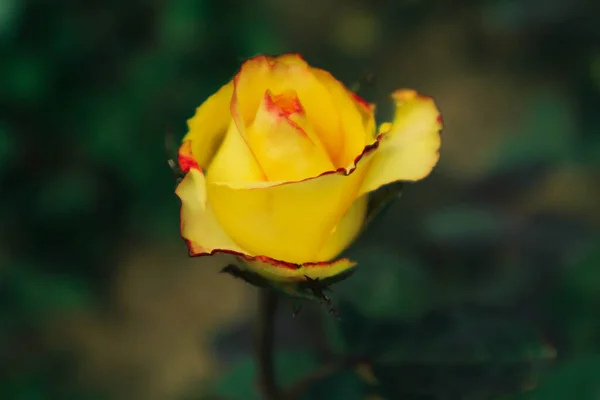 Rose Fleurie Cette Rose Est Jaune Avec Des Bords Rouges — Photo