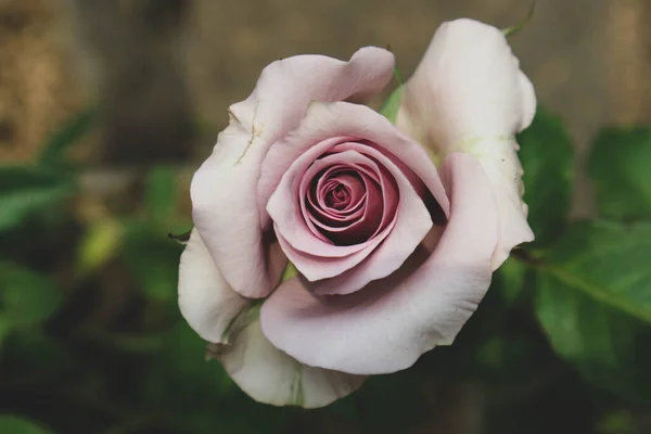 Цветут Фиолетовые Розы Фиолетовые Розы Олицетворяют Очарование Великолепие Магию Тайну — стоковое фото