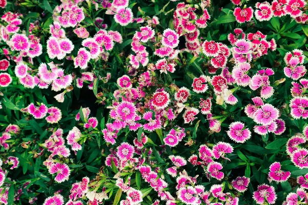 Dianthus Barbatus Vagy Más Néven Sweet William Dél Európában Őshonos — Stock Fotó