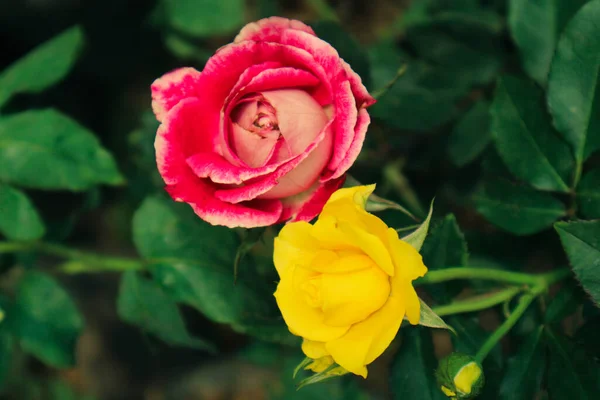 Красные Желтые Розы Цвету Красные Розы Означают Любовь Желтые Розы — стоковое фото