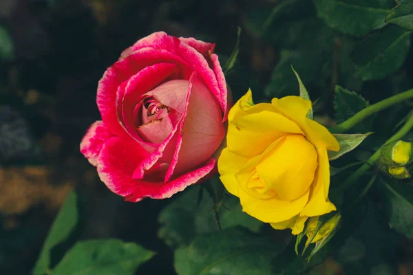 Roses Rouges Jaunes Fleurs Les Roses Rouges Signifient Amour Les — Photo