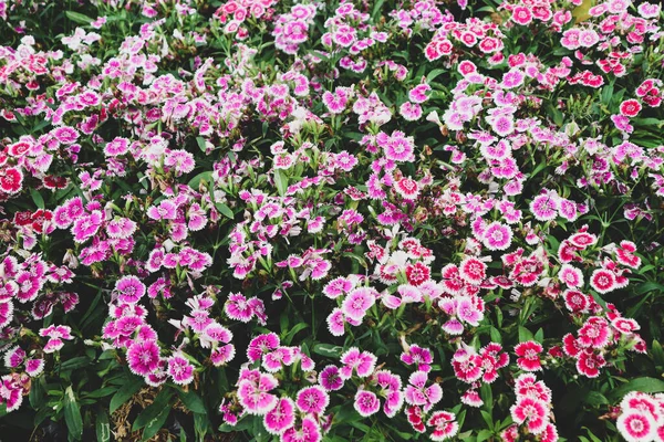 Dianthus barbatus or known as Sweet William is a species of Dianthus native to southern Europe and spread to parts of Asia. Sweet William symbolizes courage.
