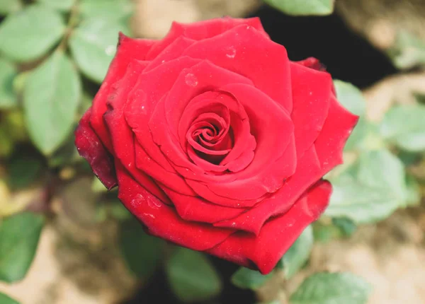 Des Roses Rouges Fleurs Les Roses Rouges Sont Souvent Données — Photo