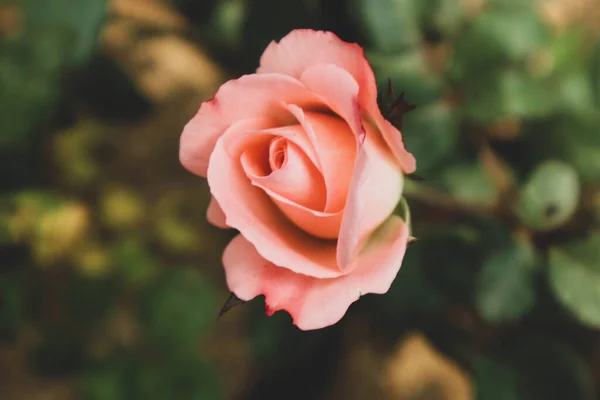 Pink roses are blooming. Roses with a dark pink color symbolize gratitude and appreciation. Roses with a paler pink color are used as a symbol of gentleness and are often given in activities that involve sympathy.