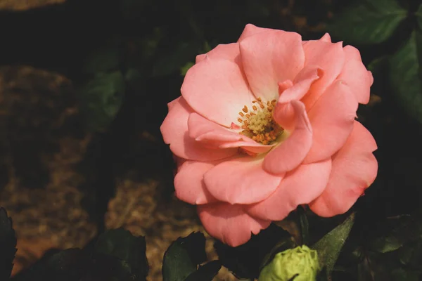 Pink roses are blooming. Roses with a dark pink color symbolize gratitude and appreciation. Roses with a paler pink color are used as a symbol of gentleness and are often given in activities that involve sympathy.