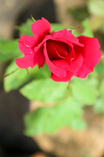 Красные Розы Цвету Красные Розы Часто Дарят День Святого Валентина — стоковое фото