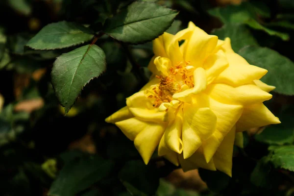 Rose Fleurie Cette Rose Est Jaune Avec Des Bords Rouges — Photo