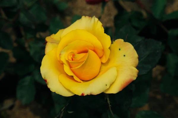 Uma Rosa Florescente Esta Rosa Amarela Com Bordas Vermelhas Esta — Fotografia de Stock