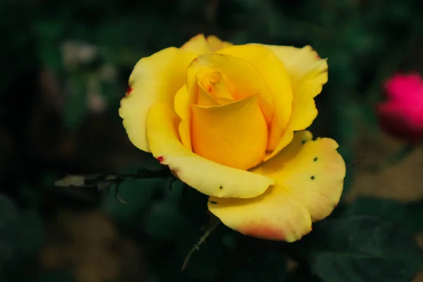 Kvetoucí Růže Tato Růže Žlutá Červenými Okraji Tato Růže Spojena — Stock fotografie