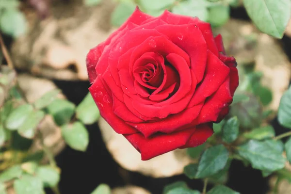 Des Roses Rouges Fleurs Les Roses Rouges Sont Souvent Données — Photo
