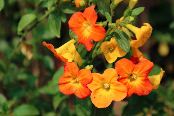 Marmalade Bush has the Latin name Streptosolen jamesonii, has a funnel-like shape with yellow and bright orange like fresh oranges. This flower is very fond of the sun.