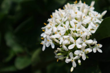 Endonezya 'da Soka çiçekleri beyaz Japon sokası veya kısa beyaz soka (cüce ixora) da dahil olmak üzere beyaz siantan çiçekleri olarak adlandırılır. Ixora ya da Soka çiçekleri saponin ve tatlandırıcı içerir. Bu bitki yara ilacı olarak kullanılabilir..