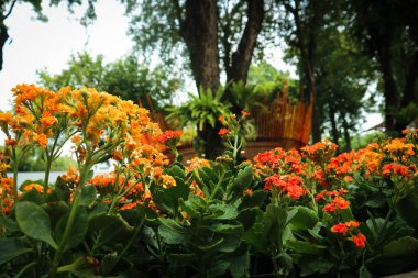 Marmelat Bush 'un Latince adı Streptosolen Jamesonii' dir, taze portakal gibi sarı ve parlak turuncu şeklinde huniye benzer bir şekli vardır. Bu çiçek güneşe çok düşkündür..