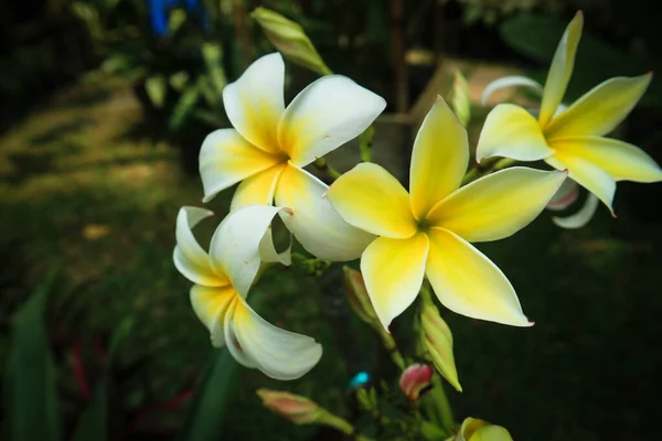 Frangipani Çiçekleri Beyaz Renkte Çiçek Açar Hinduizm Frangipani Adanmışlık Adanmışlık — Stok fotoğraf