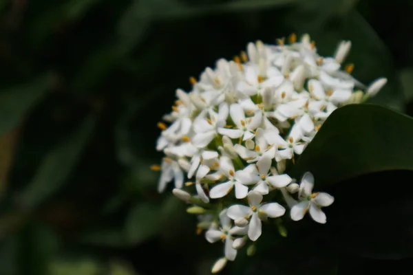 Soka Virágok Indonéziában Nevezik Fehér Siantan Virágok Beleértve Fehér Japán — Stock Fotó