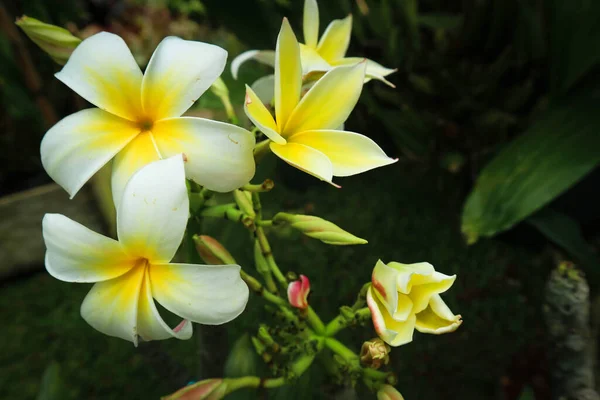 Frangipani Blüht Weißer Farbe Hinduismus Kann Frangipani Als Hingabe Und — Stockfoto