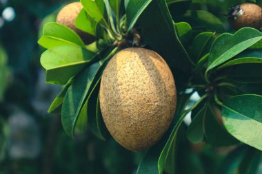 Manilkara zapota ya da sapodilla meyvesi, Endonezya 'da genellikle kolayca bulunan tropikal bir meyvedir. Sapodilla meyvesinin vücudun sağlığı için iyi olan bir takım faydaları vardır. Mineraller açısından zengin, sapodilla meyvelerinden c ile yararlanabilirsiniz.