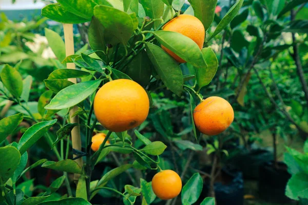 Very fresh mandarin oranges with yellow orange color that are still attached to the tree, have not been harvested. The color is very pretty with the green leaves that are very contrasting.