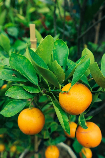 Very fresh mandarin oranges with yellow orange color that are still attached to the tree, have not been harvested. The color is very pretty with the green leaves that are very contrasting.