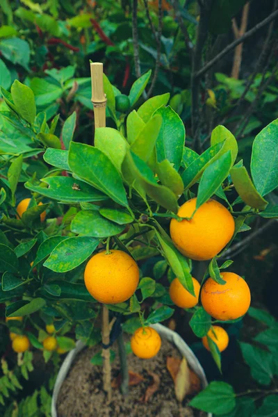 Very fresh mandarin oranges with yellow orange color that are still attached to the tree, have not been harvested. The color is very pretty with the green leaves that are very contrasting.