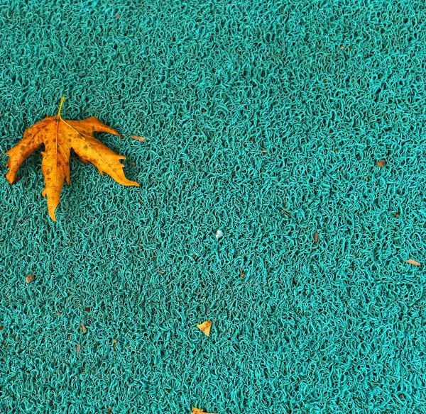 Isolated photo of a maple leaf falling to the ground which is yellowish brown in color. Maple leaves have three to five pointed sides. Maple trees grow in areas that have four seasons.