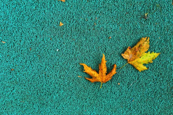 Isolated photo of a maple leaf falling to the ground which is yellowish brown in color. Maple leaves have three to five pointed sides. Maple trees grow in areas that have four seasons.