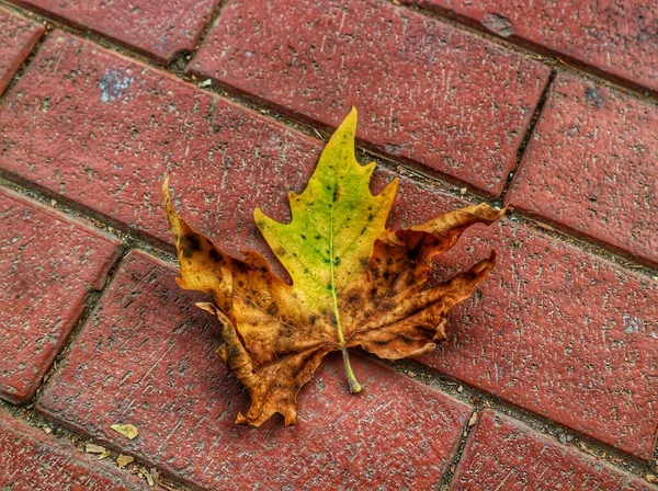 Isolated photo of a maple leaf falling to the ground which is yellowish brown in color. Maple leaves have three to five pointed sides. Maple trees grow in areas that have four seasons.