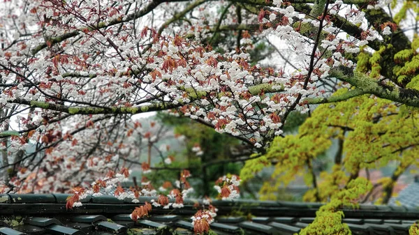 오토오 마을에서 벚꽃이 마을은 구름낀 날씨에 고요하다 — 스톡 사진