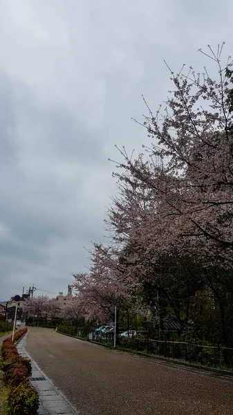 京都の村には桜が咲き 曇りの日にはとても落ち着いた村です — ストック写真