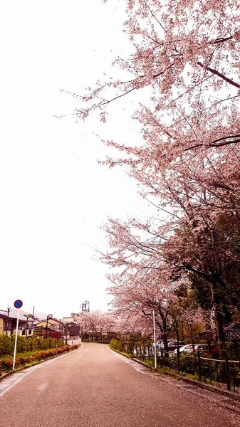 京都の村には桜が咲き 曇りの日にはとても落ち着いた村です — ストック写真