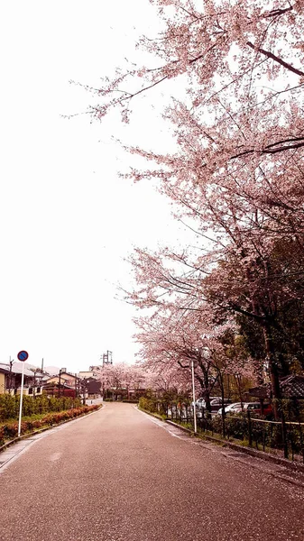 오토오 마을에서 벚꽃이 마을은 구름낀 날씨에 고요하다 — 스톡 사진