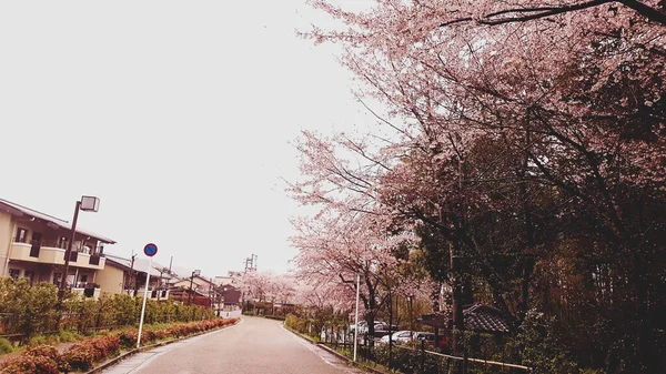 京都の村には桜が咲き 曇りの日にはとても落ち着いた村です — ストック写真