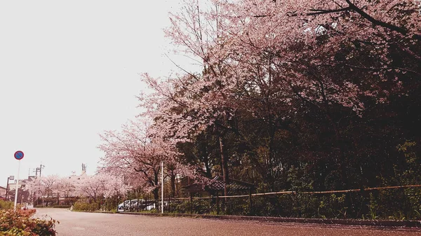 在京都的一个村子里 樱花盛开 在多云的天气里 这个村子非常平静 — 图库照片