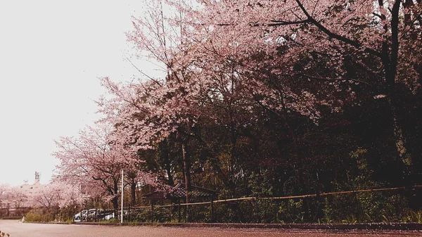 Kwiaty Wiśni Kwitną Wiosce Kioto Wioska Jest Bardzo Spokojna Pochmurną — Zdjęcie stockowe