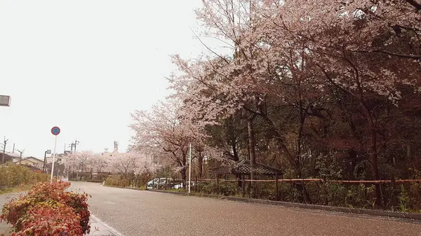 Цветут Сакуры Деревне Киото Деревня Спокойна Облачную Погоду — стоковое фото